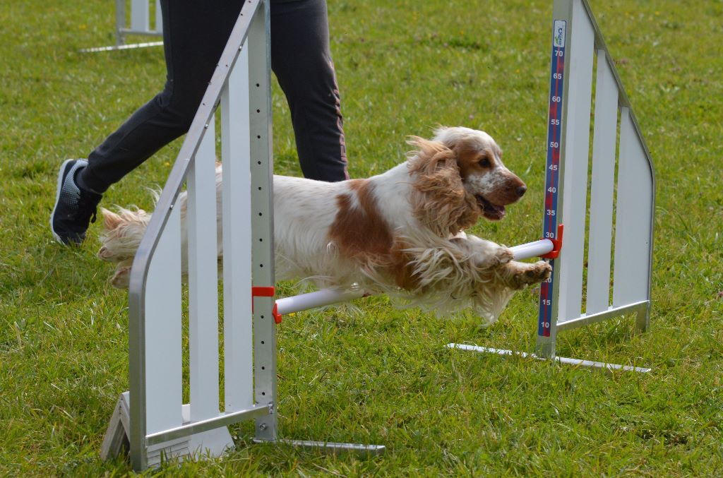 Du Clos De Murcy - NEVER A SON PASS AGILITY