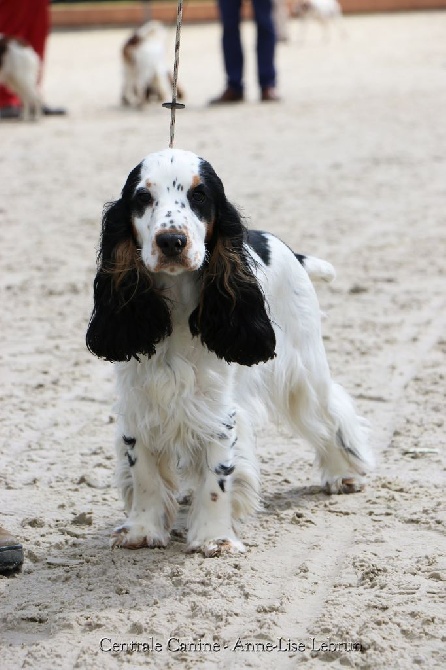 Du Clos De Murcy - FINALE DES TAN DES SPANIELS