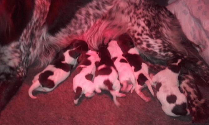 Du Clos De Murcy - LES CHIOTS SONT ARRIVES POUR LA SAINT VALENTIN