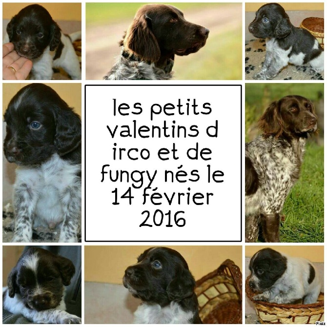 Du Clos De Murcy - bientôt 5 semaines
