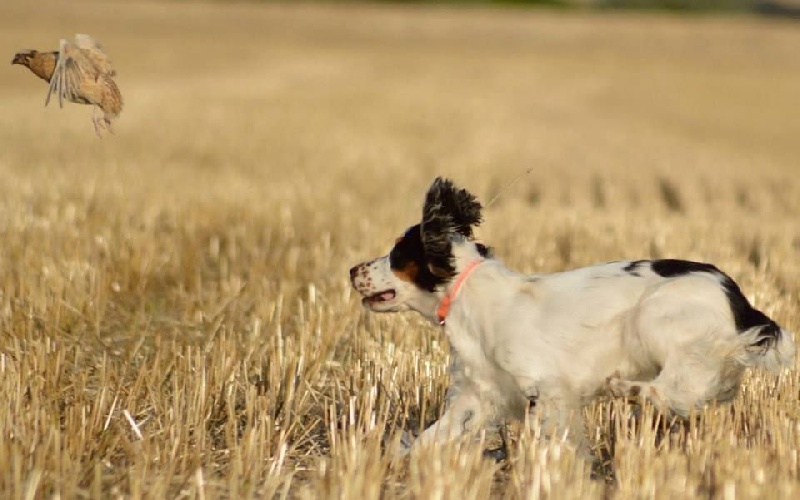 JESS ENTRAINEMENT CHASSE