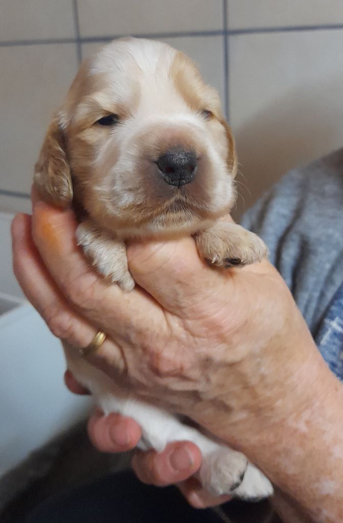 Du Clos De Murcy - Cocker Spaniel Anglais - Portée née le 17/12/2023