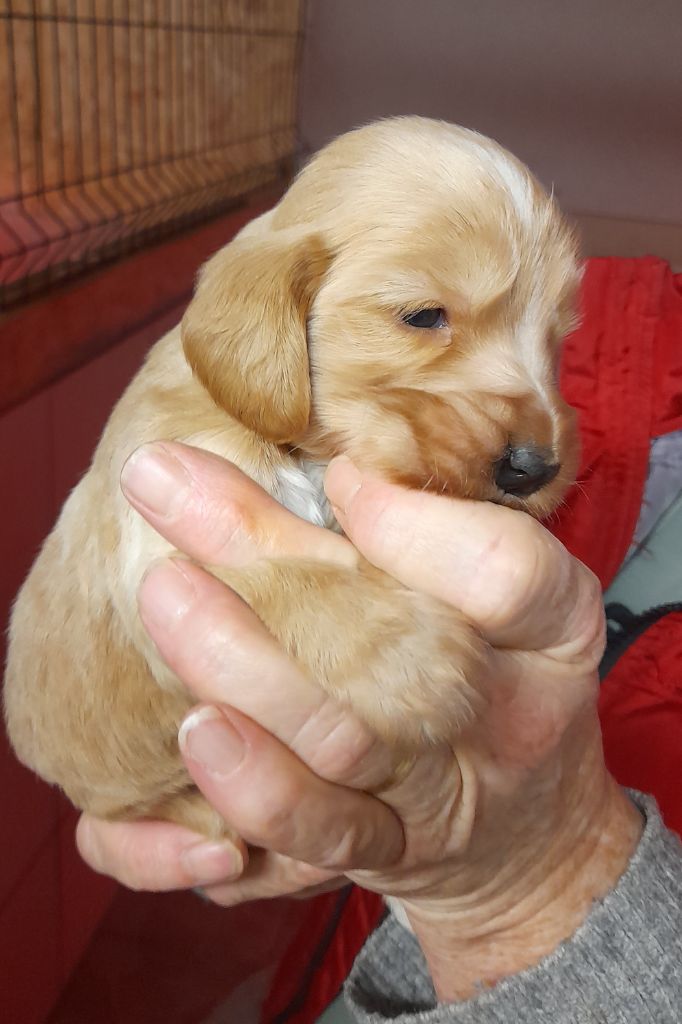 Du Clos De Murcy - Cocker Spaniel Anglais - Portée née le 17/12/2023
