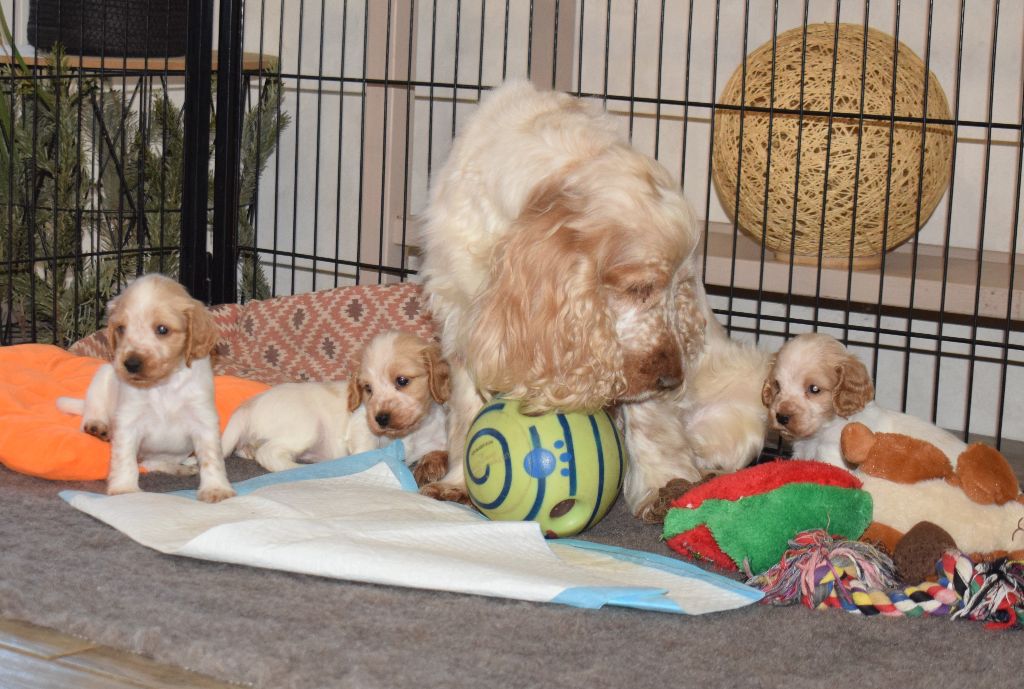 Chiot Cocker Spaniel Anglais Du Clos De Murcy
