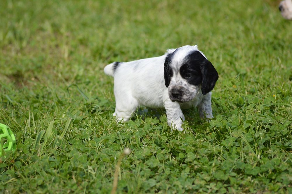 Du Clos De Murcy - Cocker Spaniel Anglais - Portée née le 11/03/2017