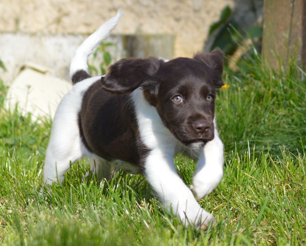 Du Clos De Murcy - Petit Epagneul de Münster - Portée née le 09/02/2020